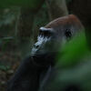 Faszination Gorillas und die wilde Schönheit des Kongo