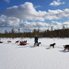 Genussvoll mit Huskys und Schneeschuhen durch Kainuu